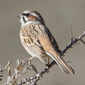 Meadow Bunting